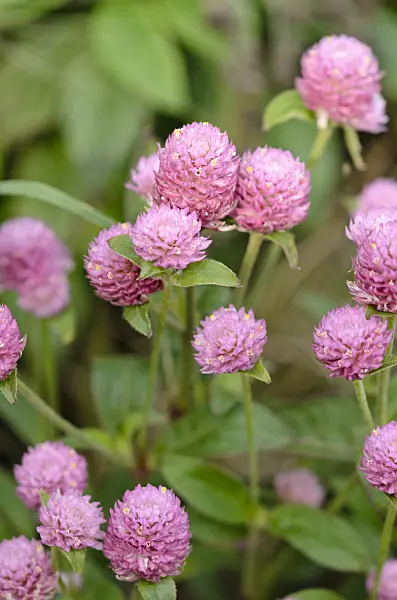523046 - Globe amaranth (Gomphrena globosa 'Las Vegas Pink')