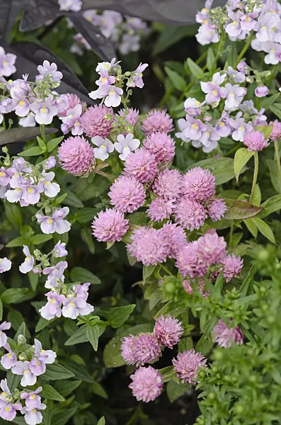 524073 - Globe amaranth (Gomphrena globosa 'Las Vegas Pink') and Nemesia