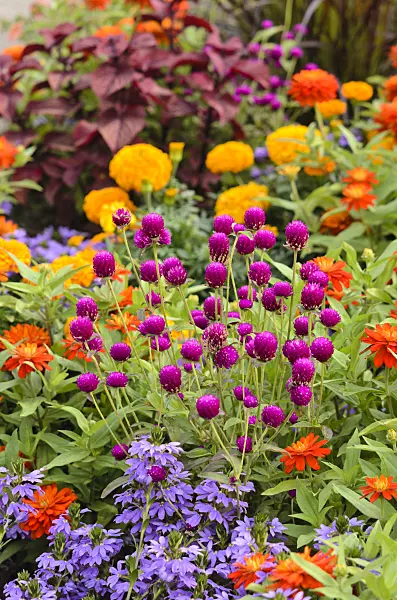 547037 - Globe amaranth (Gomphrena globosa 'Purple'), zinnia (Zinnia marylandica 'Double Zahara Fire') and fan-flower (Scaevola)