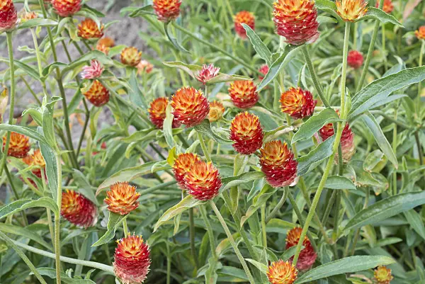 561050 - Globe amaranth (Gomphrena haageana)