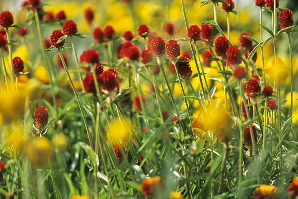428270 - Globe amaranth (Gomphrena haageana 'Leuchtpunkt')