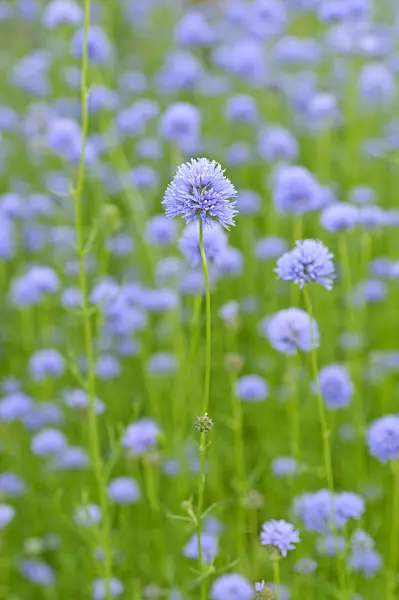 485096 - Globe gilia (Gilia capitata)