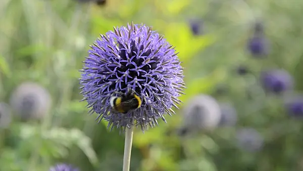498256 - Globe thistle (Echinops) and bumble bee (Bombus)
