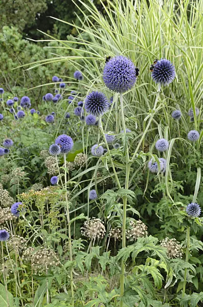 498233 - Globe thistle (Echinops), ornamental onion (Allium) and Chinese silver grass (Miscanthus)