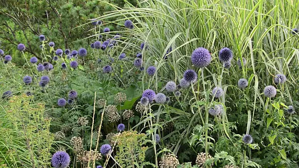 498257 - Globe thistle (Echinops), ornamental onion (Allium) and Chinese silver grass (Miscanthus)