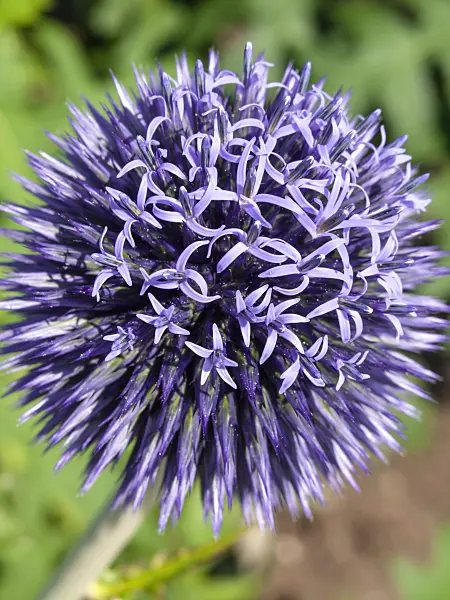 427134 - Globe thistle (Echinops ritro)