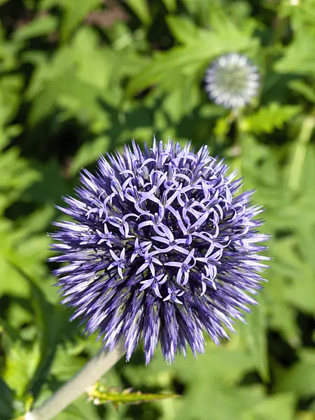 427135 - Globe thistle (Echinops ritro)