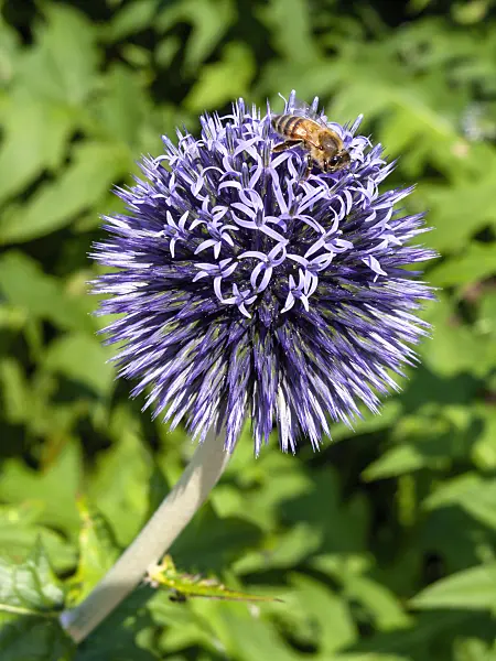 427136 - Globe thistle (Echinops ritro)