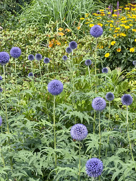 486249 - Globe thistle (Echinops ritro)