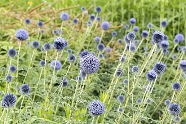 638091 - Globe thistle (Echinops ritro)
