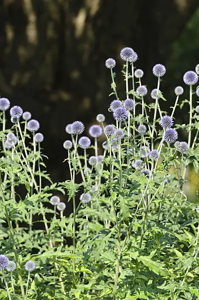 486123 - Globe thistle (Echinops ritro 'Veitch's Blue')