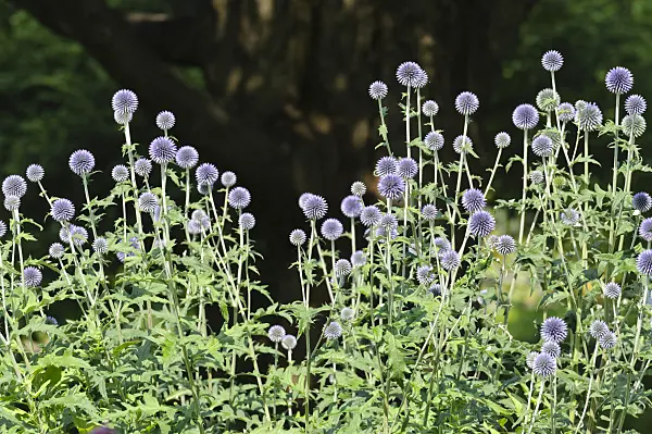 486124 - Globe thistle (Echinops ritro 'Veitch's Blue')