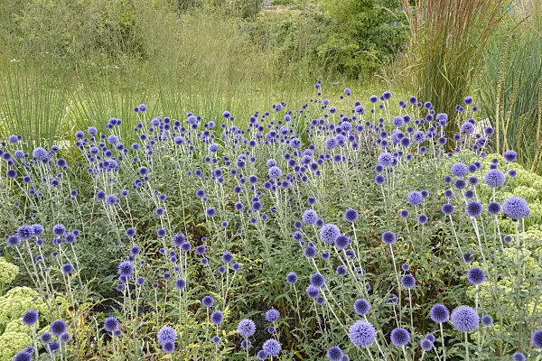575088 - Globe thistle (Echinops ritro 'Veitch's Blue')