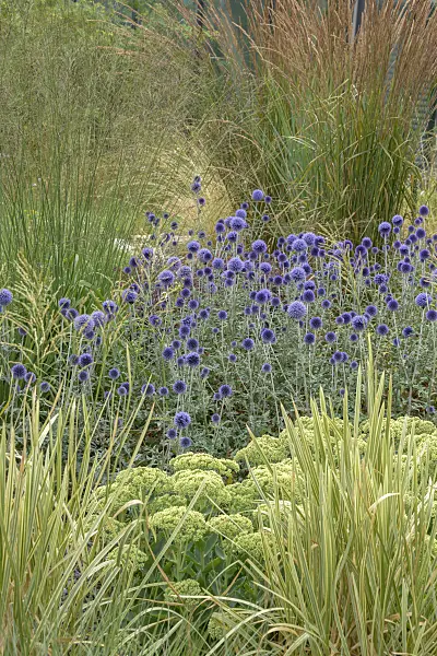 575089 - Globe thistle (Echinops ritro 'Veitch's Blue')