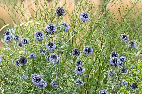 664133 - Globe thistle (Echinops ritro 'Veitch's Blue')