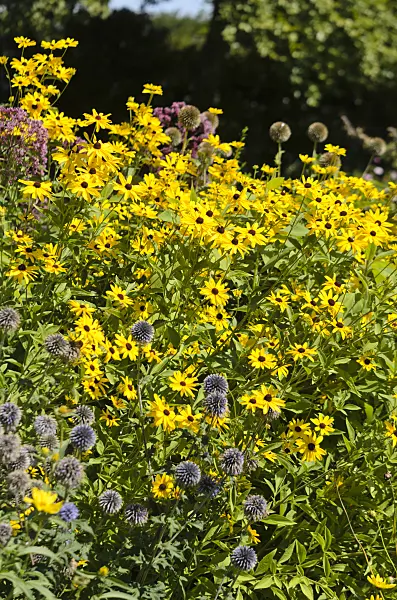547377 - Globe thistles (Echinops) and cone flowers (Rudbeckia)