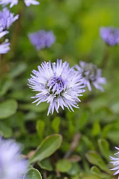 484032 - Globulaire (Globularia meridionalis)