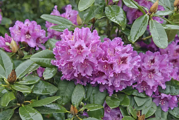 517228 - Glockenblütiger Rhododendron (Rhododendron campanulatum 'Susan')
