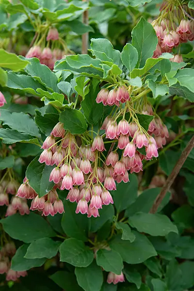 675026 - Glockige Prachtglocke (Enkianthus campanulatus)