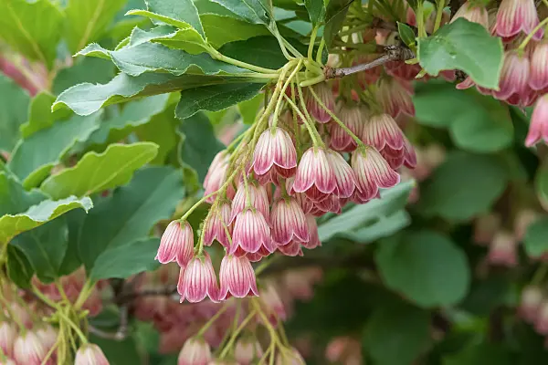 675027 - Glockige Prachtglocke (Enkianthus campanulatus)