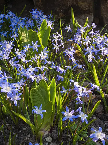 400076 - Gloire des neiges (Chionodoxa forbesii syn. Scilla forbesii)