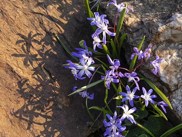 447045 - Gloire des neiges (Chionodoxa forbesii syn. Scilla forbesii)