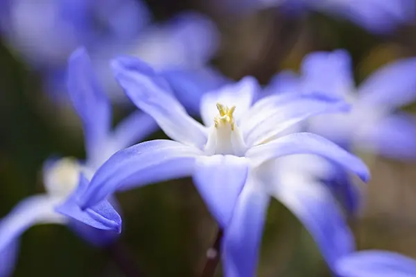 471004 - Gloire des neiges (Chionodoxa forbesii syn. Scilla forbesii)