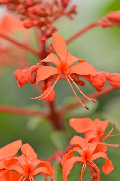 533591 - Glory bower (Clerodendrum speciosissimum syn. Clerodendron speciosissimum)