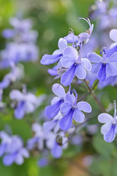 487099 - Glory bower (Clerodendrum ugandense syn. Clerodendron ugandense)