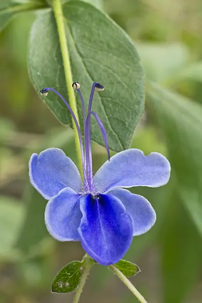 608072 - Glory bower (Clerodendrum ugandense syn. Clerodendron ugandense)