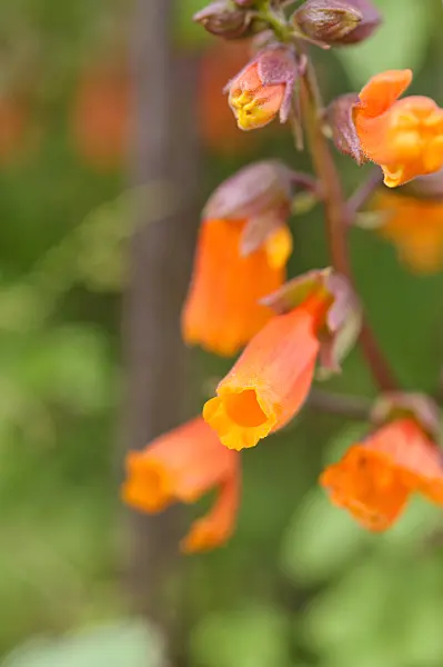 487077 - Glory flower (Eccremocarpus scaber)