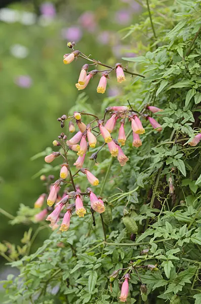523102 - Glory flower (Eccremocarpus scaber)