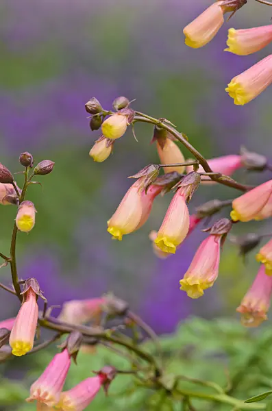523103 - Glory flower (Eccremocarpus scaber)