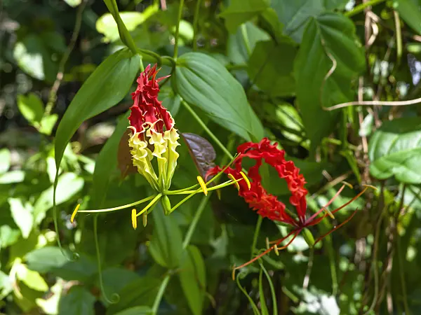 434188 - Glory lily (Gloriosa superba)