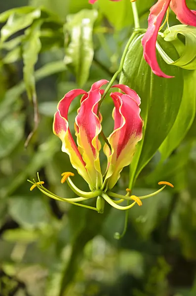 519122 - Glory lily (Gloriosa superba)