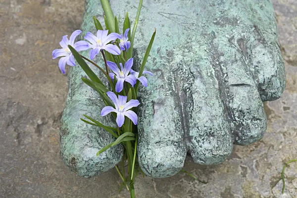 610002 - Glory of the snow (Chionodoxa) with foot of a sculpture