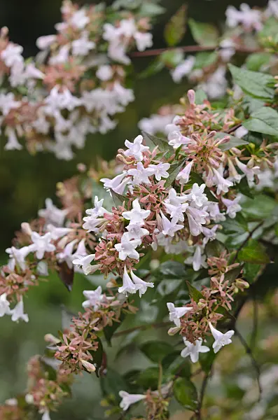 549105 - Glossy abelia (Abelia x grandiflora)