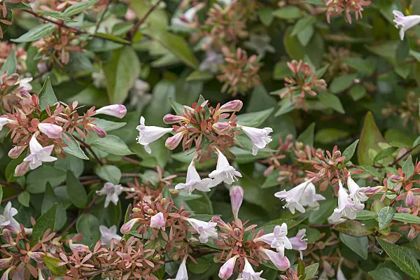 625099 - Glossy abelia (Abelia x grandiflora)