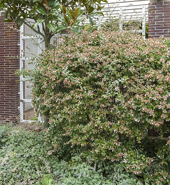 625100 - Glossy abelia (Abelia x grandiflora)