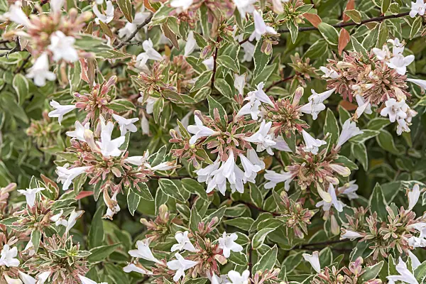 635006 - Glossy abelia (Abelia x grandiflora 'Lucky Lots')