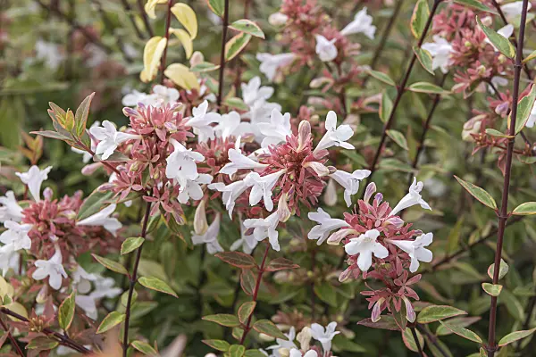 635001 - Glossy abelia (Abelia x grandiflora 'Sarabande')