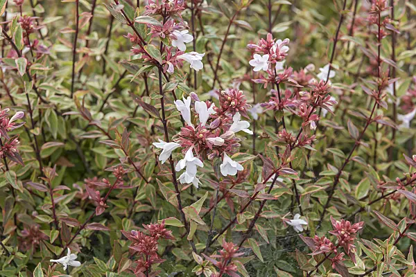 635002 - Glossy abelia (Abelia x grandiflora 'Sarabande')