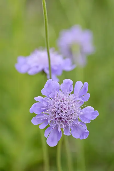 473284 - Glossy scabious (Scabiosa lucida)