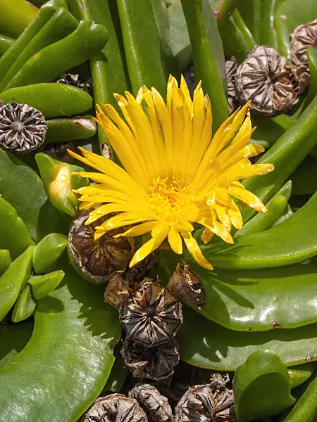 403057 - Glottiphyllum platycarpum