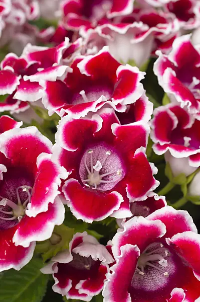 512038 - Gloxinia (Sinningia)