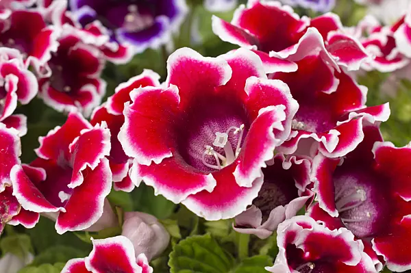512039 - Gloxinia (Sinningia)
