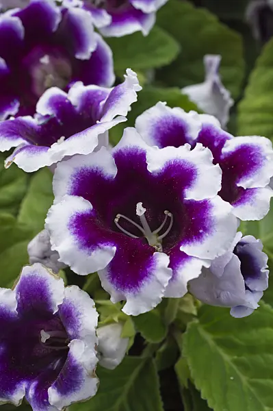 512040 - Gloxinia (Sinningia)