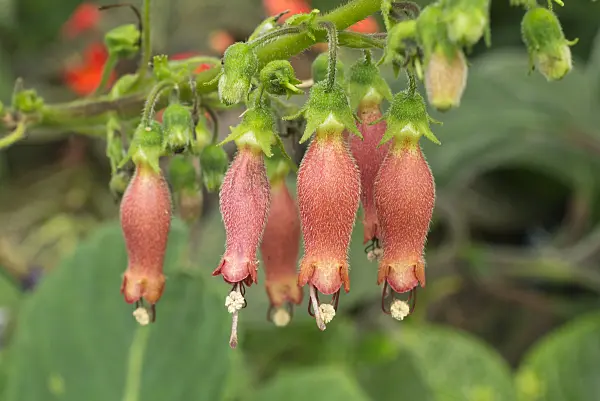 609005 - Gloxinia (Sinningia sellovii)
