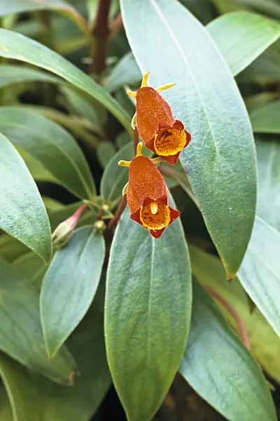 367089 - Gloxinia sylvatica