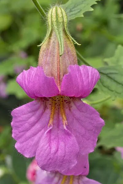 608052 - Gloxinie (Sinningia sellovii)